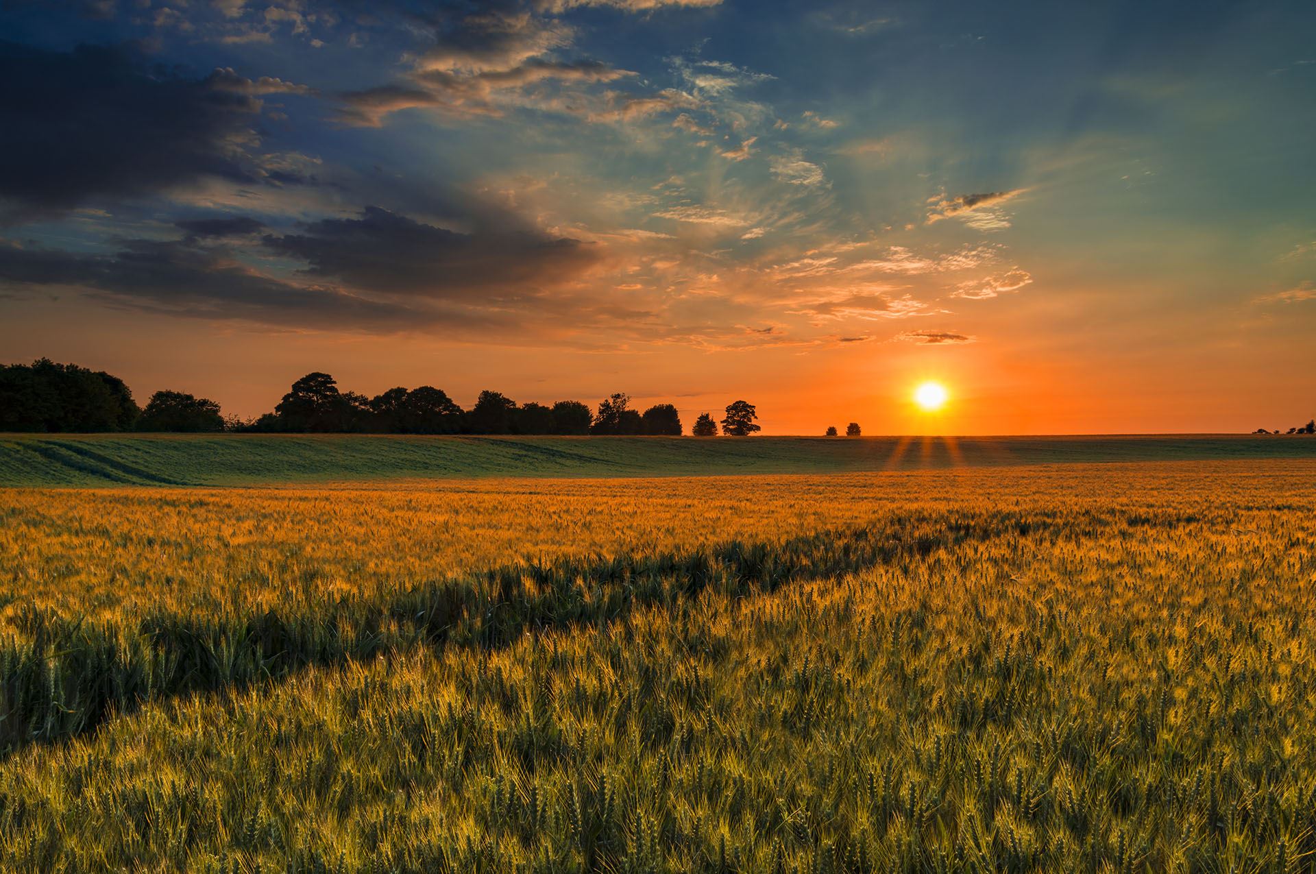 wheat field overlooking sunset