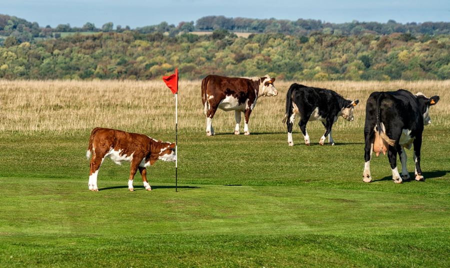 Cows on Golf Course
