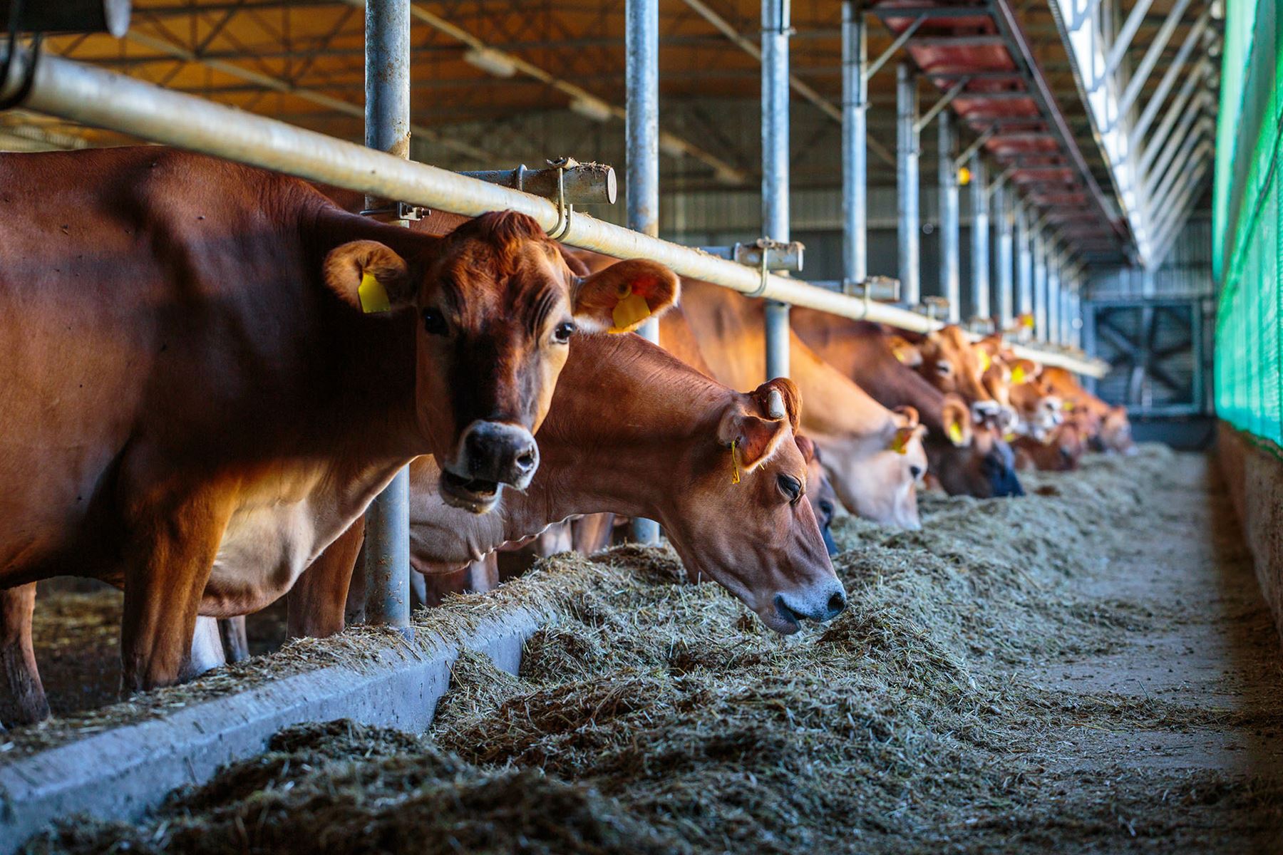 cattle feeding on hay