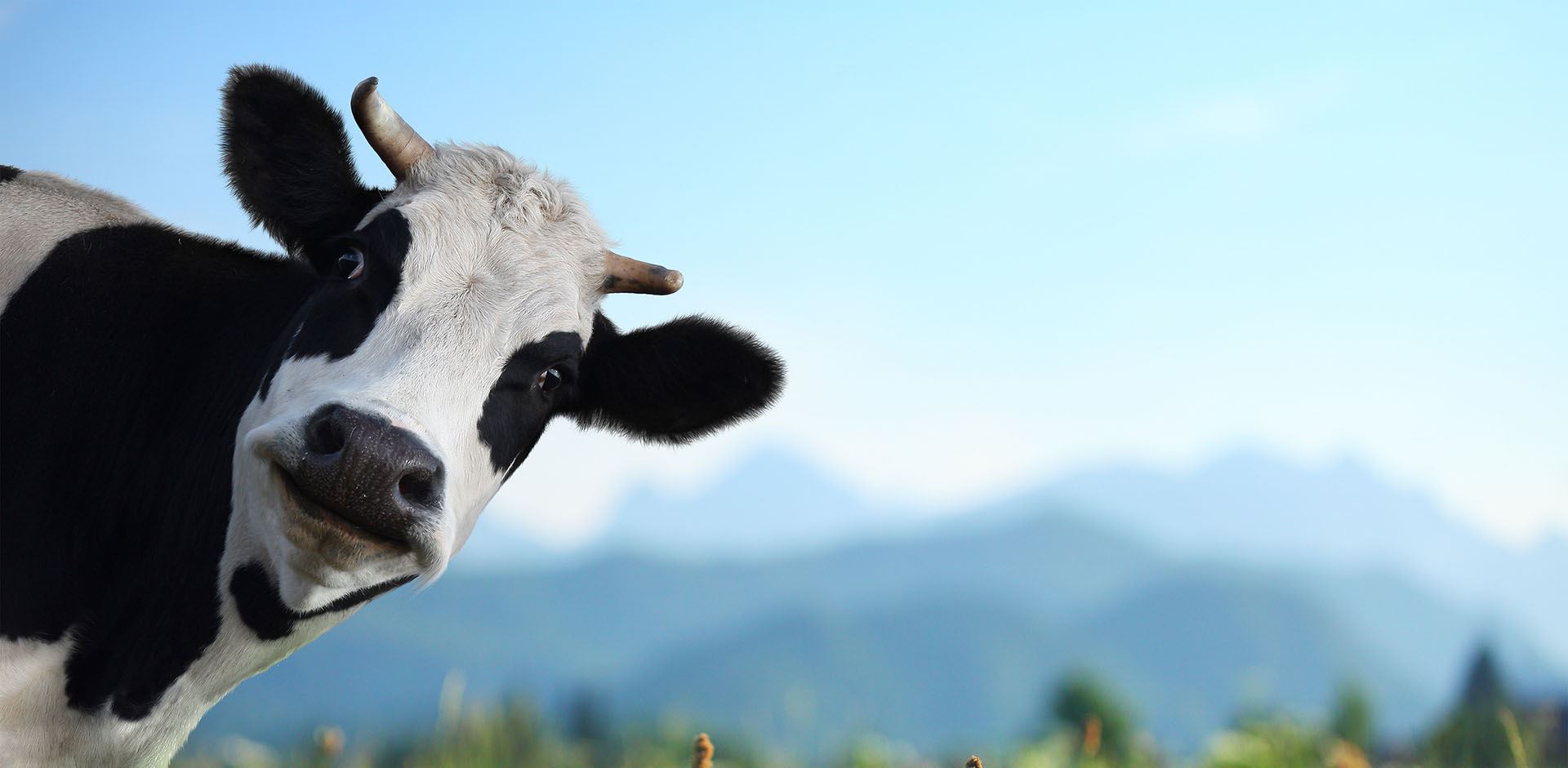 close up of a cow looking at the camera